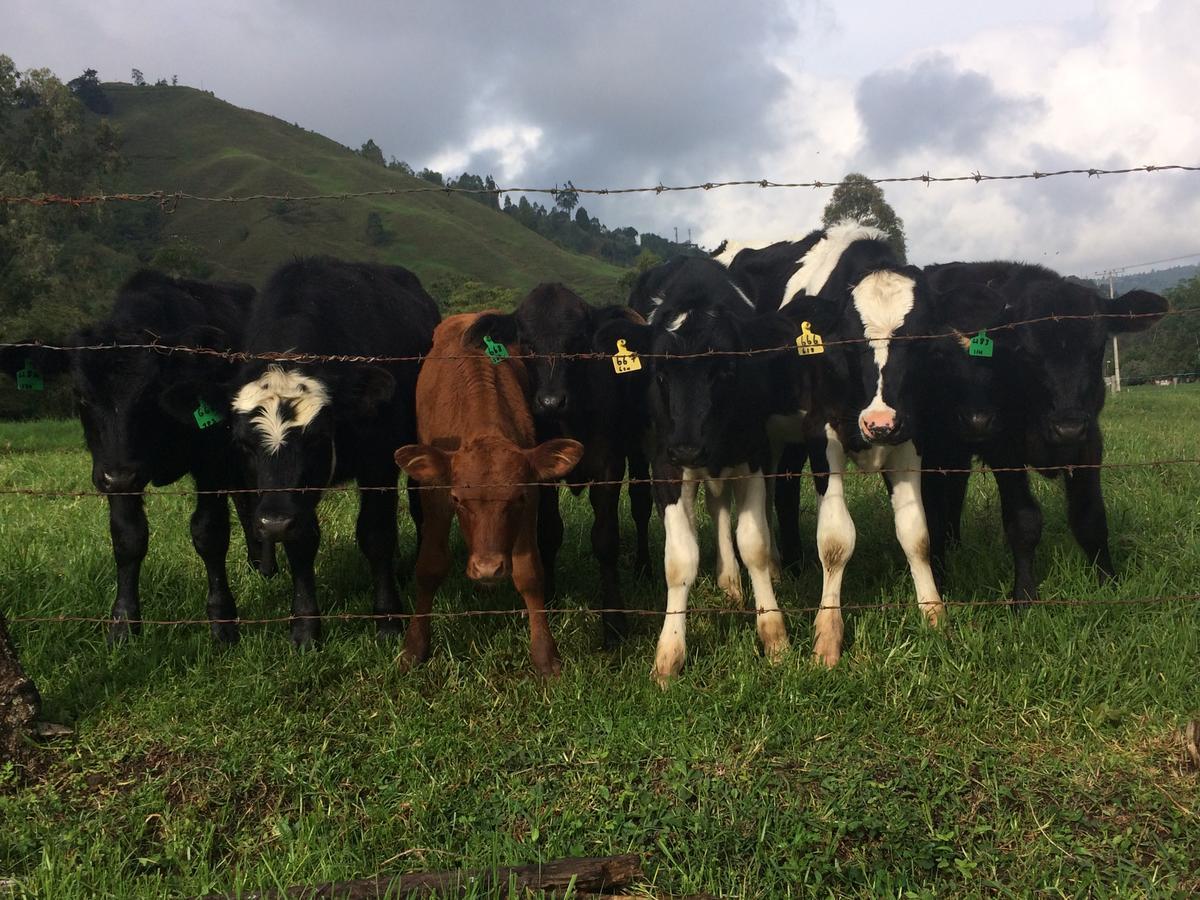 Reserva Guadalajara - Cocora Valley 5*